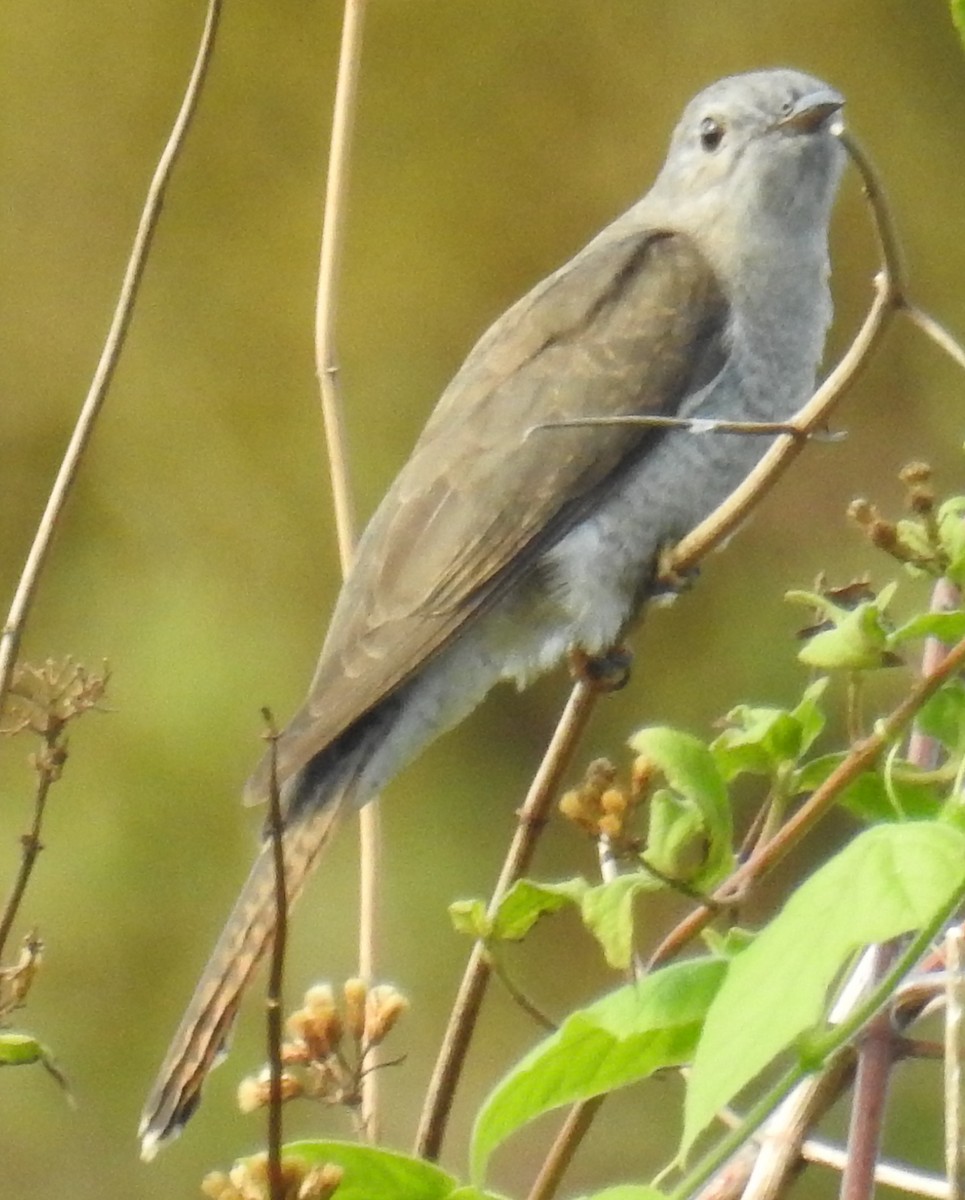 Brush Cuckoo - ML110234181