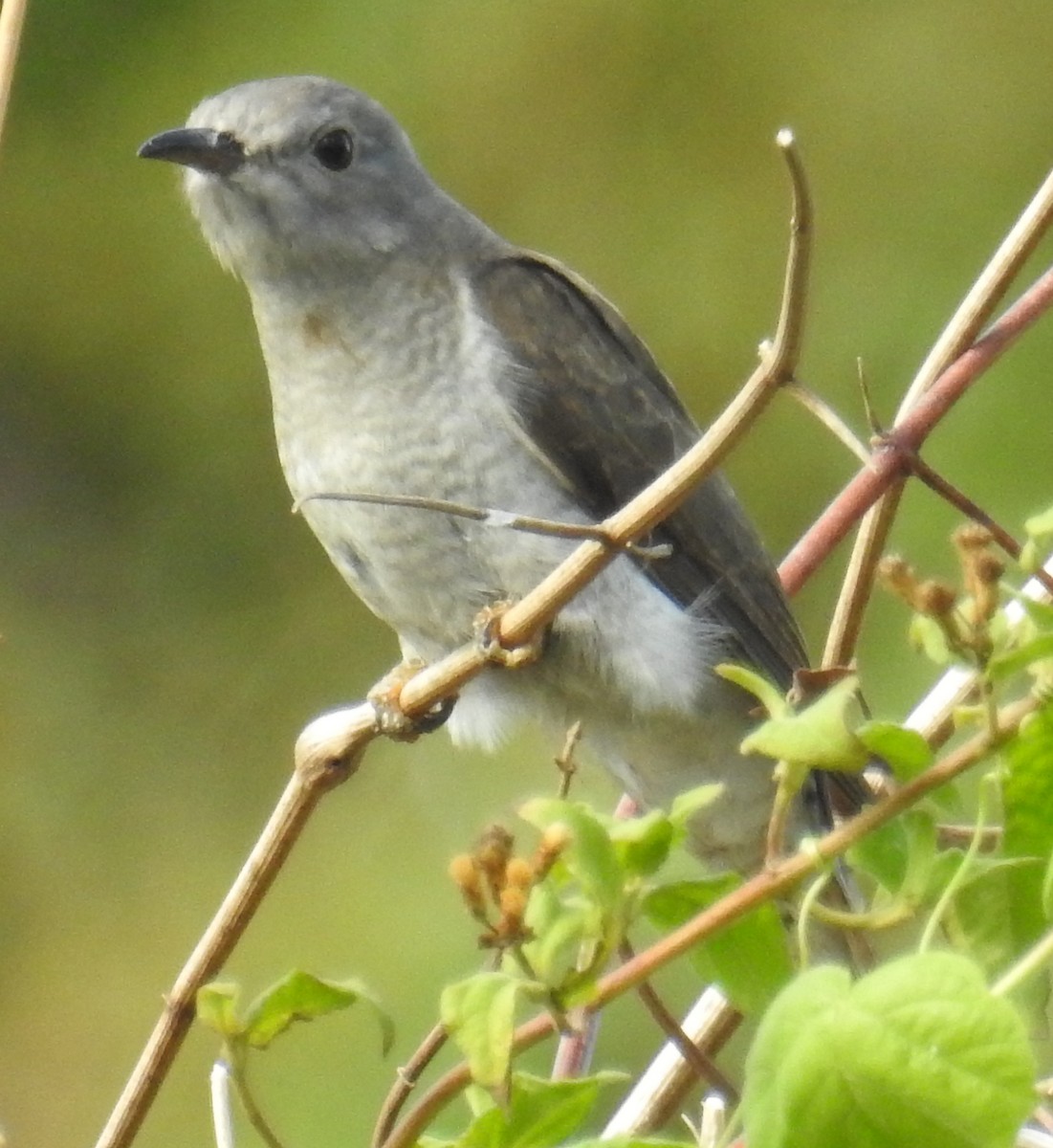 Brush Cuckoo - ML110234221