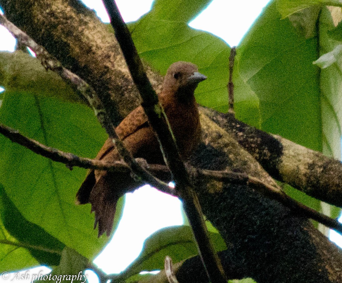 Rufous Woodpecker - Ashwini Bhatt