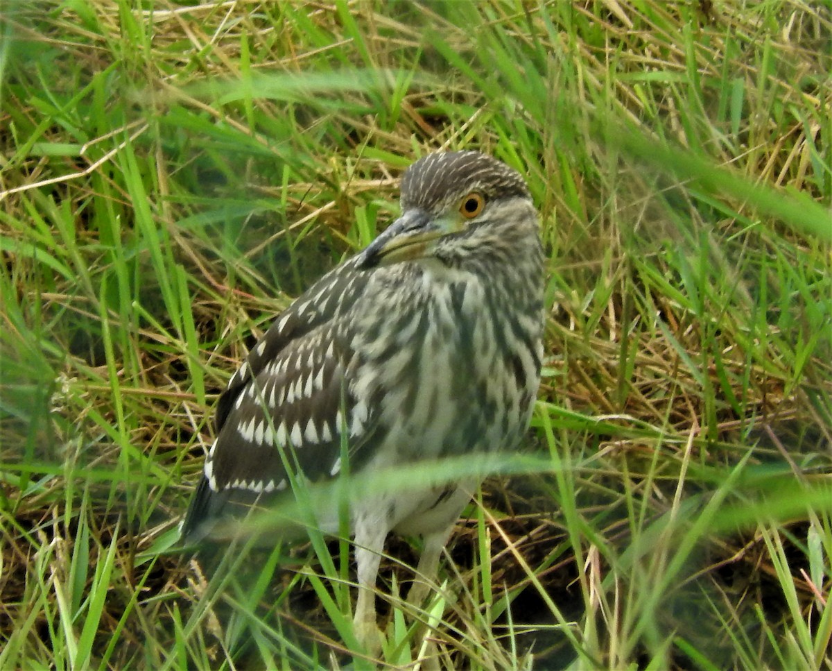 Black-crowned Night Heron - ML110235211