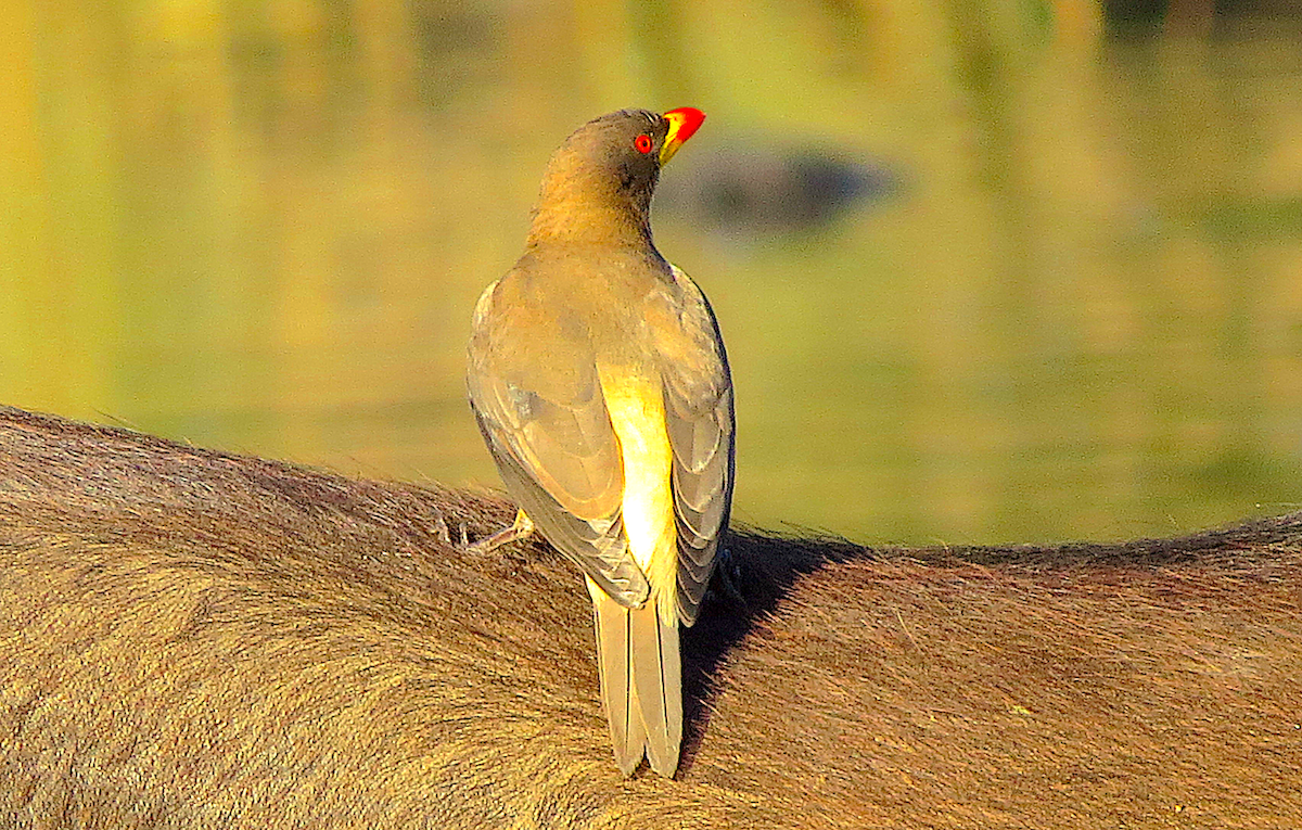 Yellow-billed Oxpecker - ML110235691