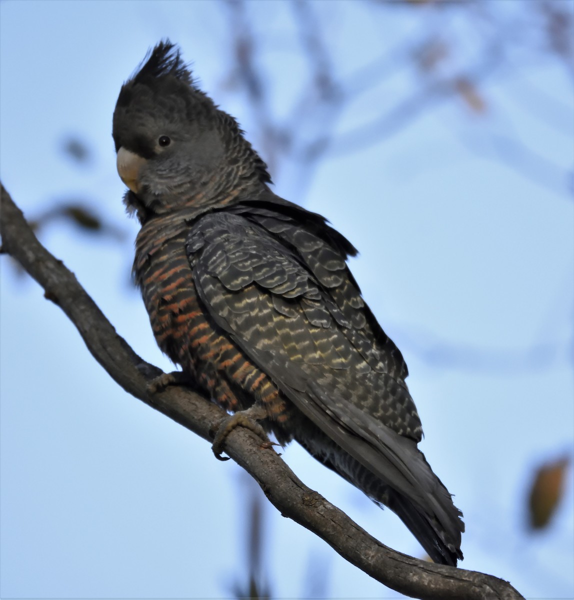 Gang-gang Cockatoo - Ken Crawley