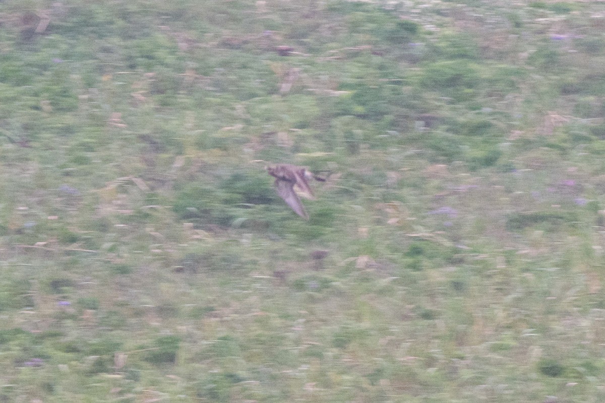 European Golden-Plover - ML110238901