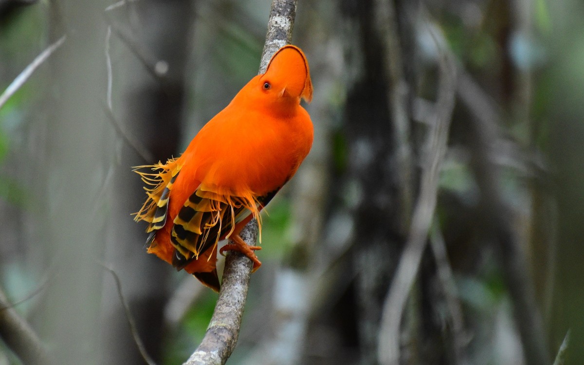 Guianan Cock-of-the-rock - ML110239131