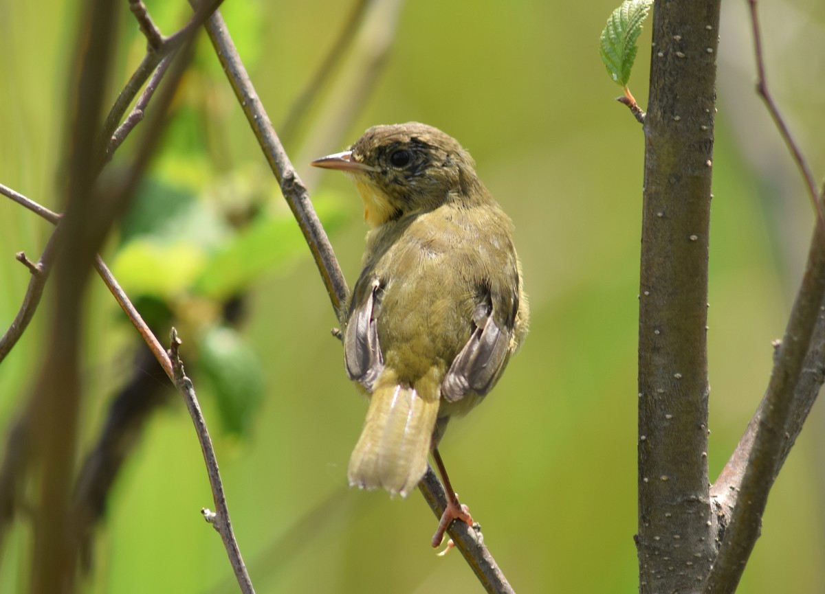 Common Yellowthroat - ML110239541