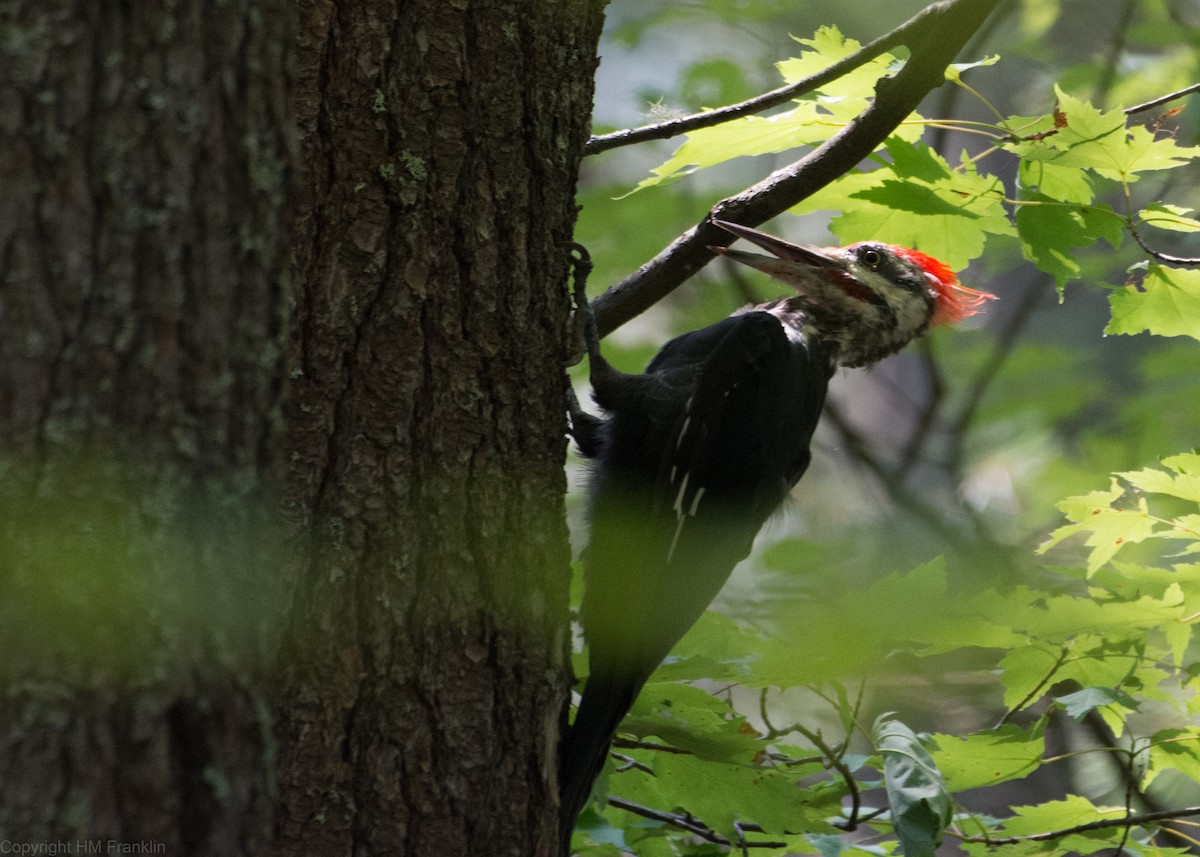 Pileated Woodpecker - ML110239671
