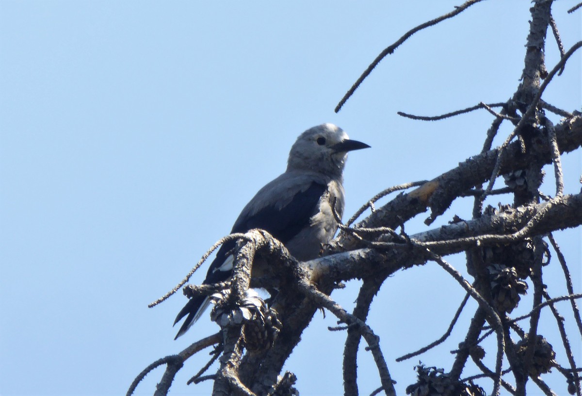 Clark's Nutcracker - ML110239931