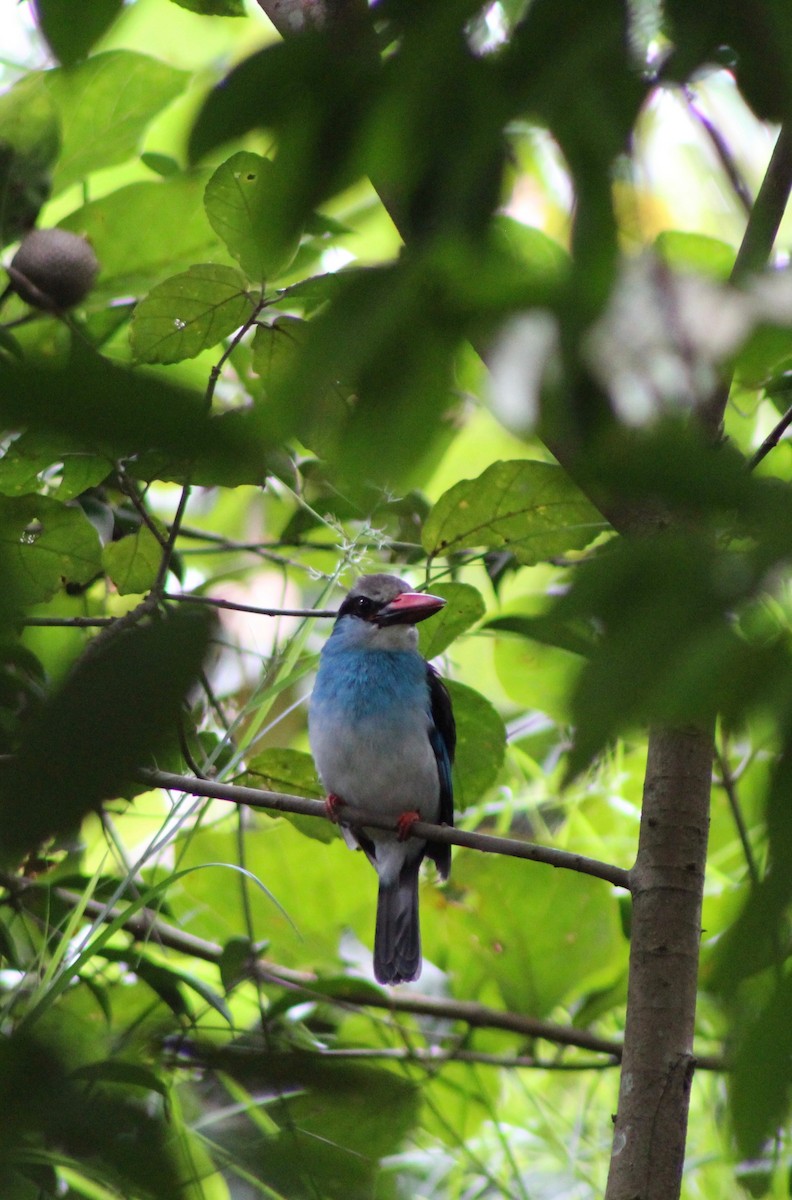 Blue-breasted Kingfisher - ML110240281