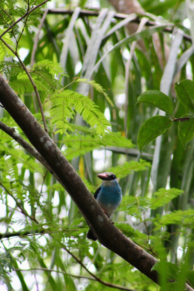 Blue-breasted Kingfisher - ML110240301