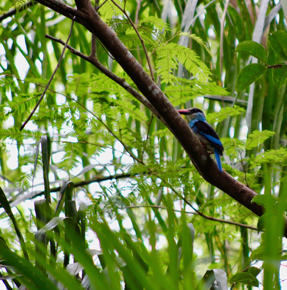 Blue-breasted Kingfisher - ML110240321