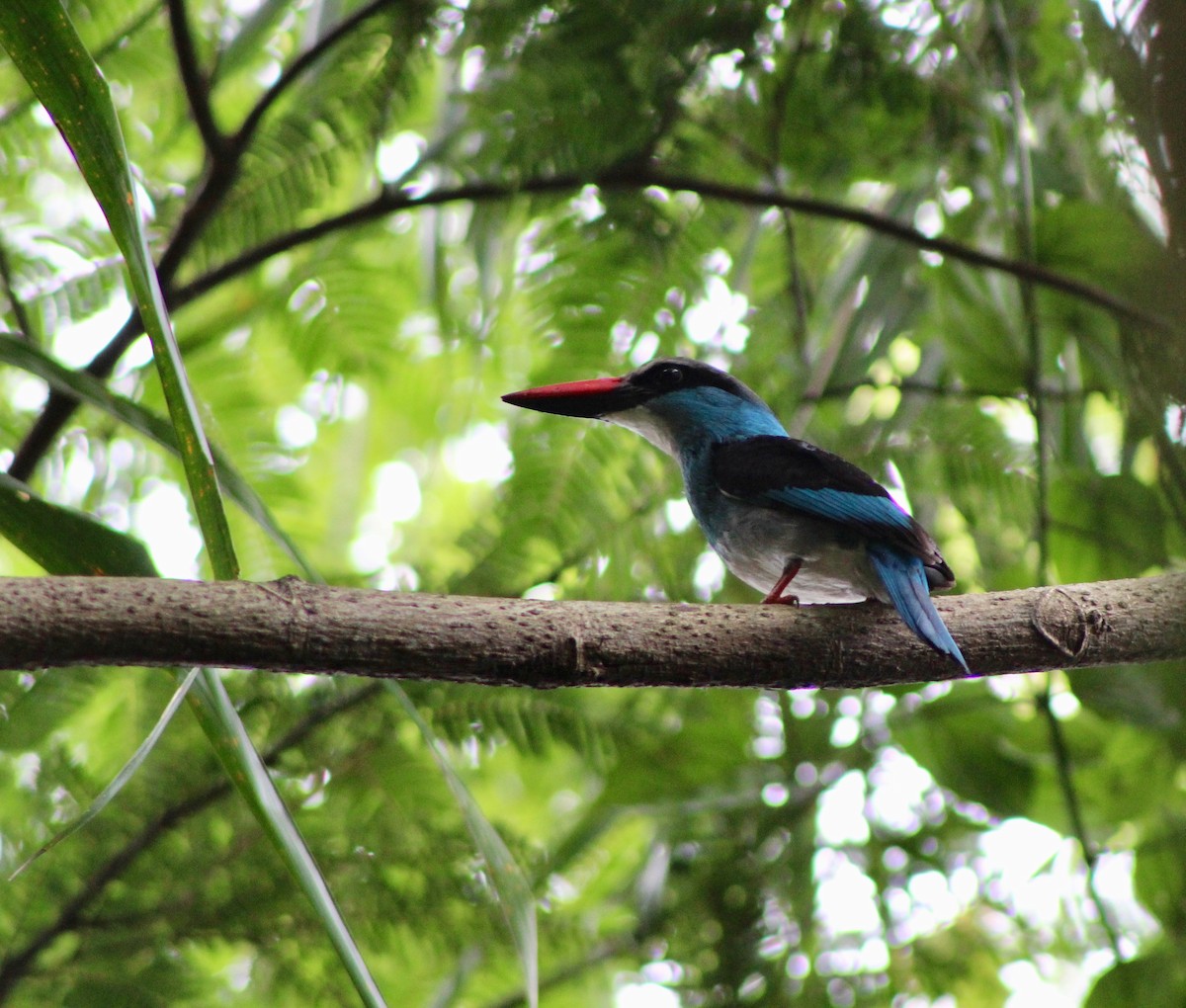 Blue-breasted Kingfisher - ML110240331