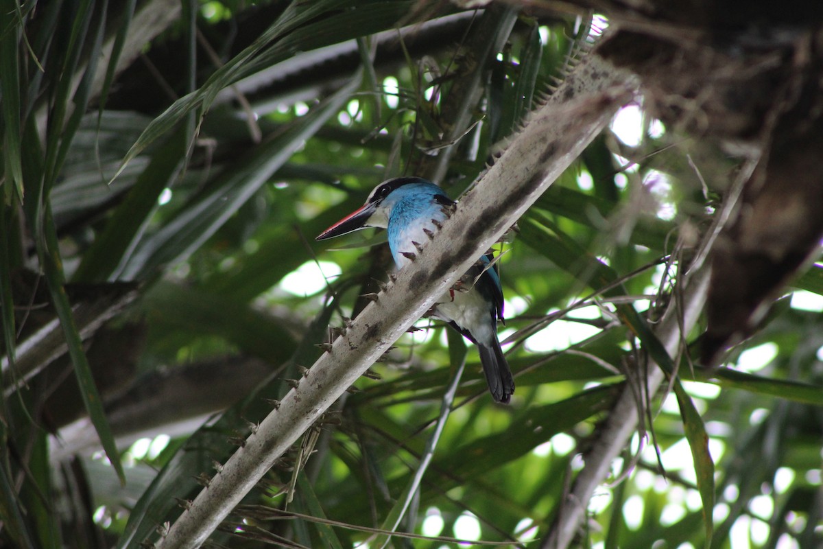 Blue-breasted Kingfisher - ML110240361
