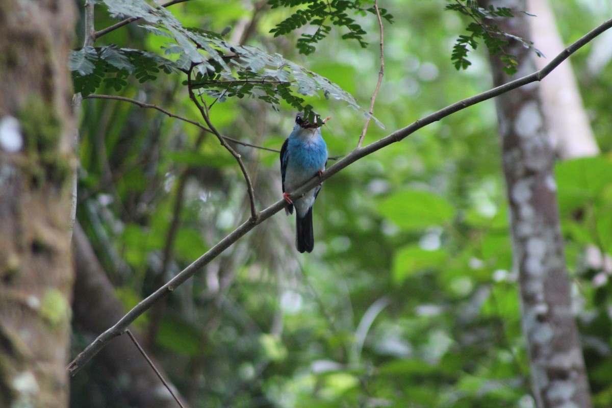 Blue-breasted Kingfisher - ML110240371