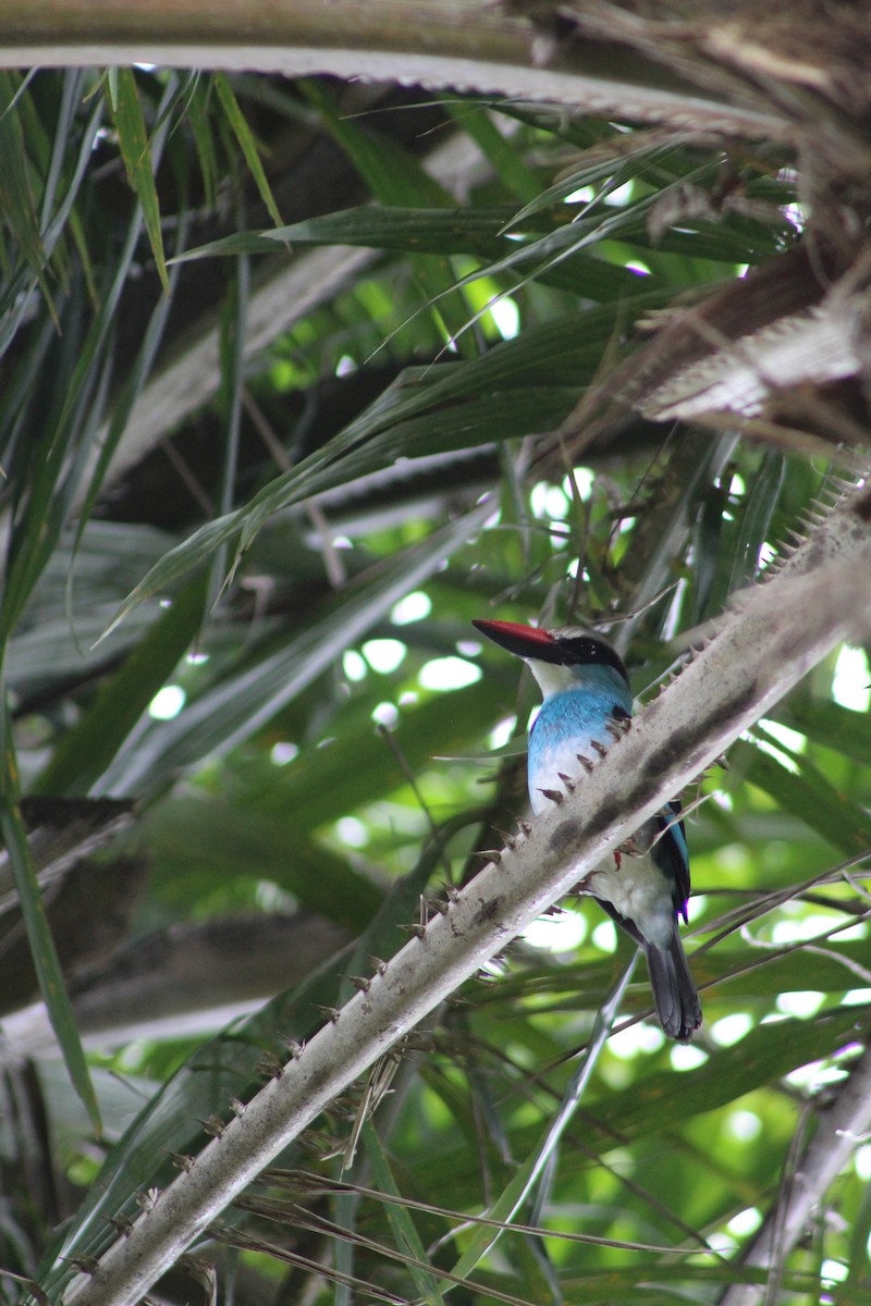 Blue-breasted Kingfisher - ML110240381