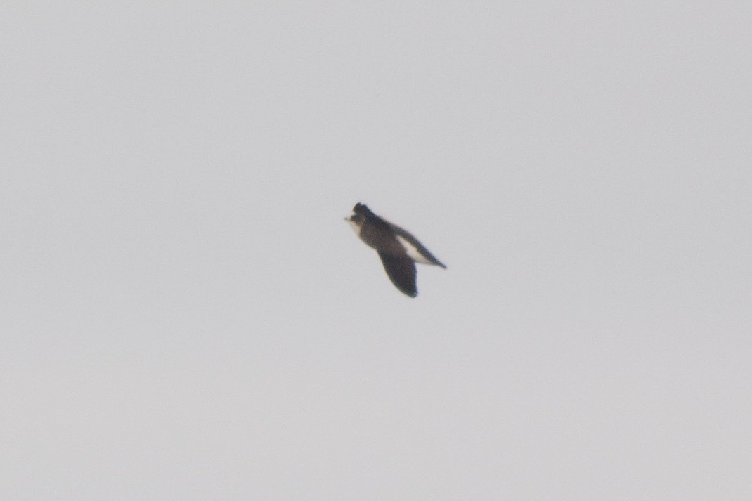 White-throated Needletail - Cory Gregory