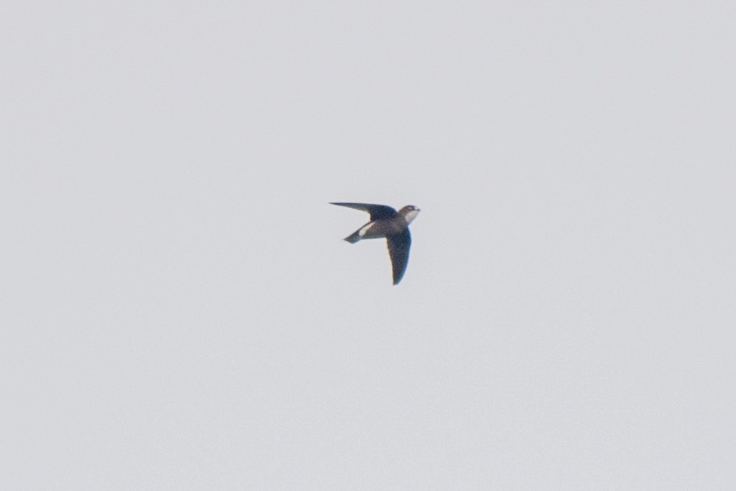 White-throated Needletail - ML110240541