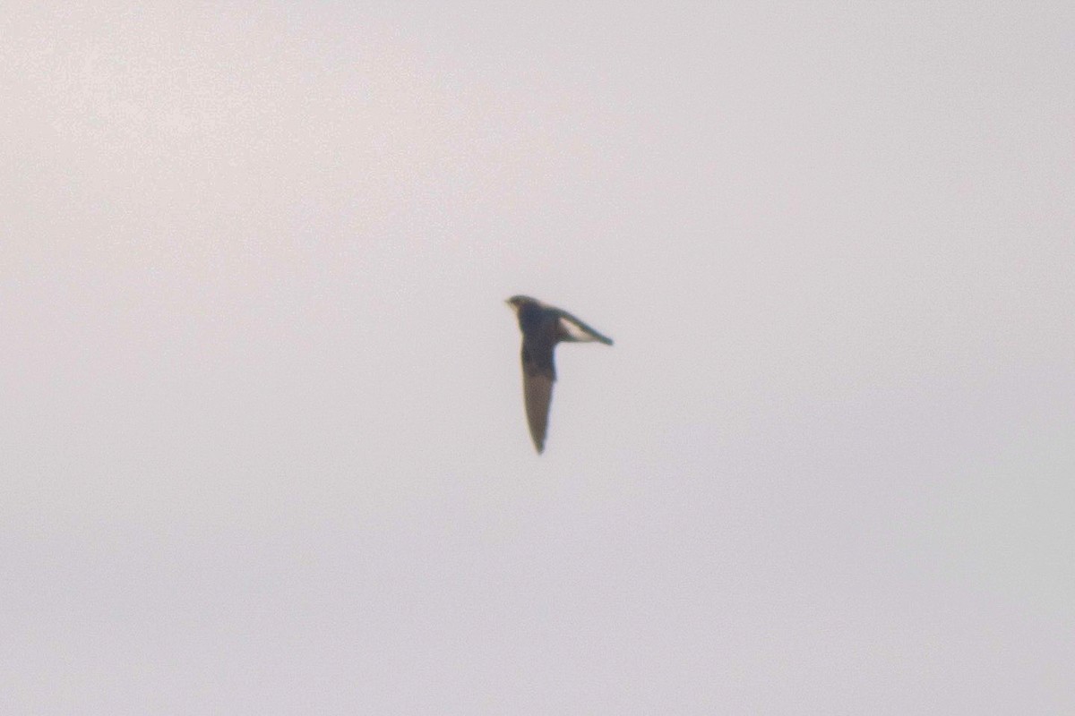 White-throated Needletail - ML110240551