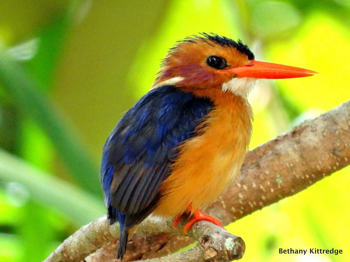 African Pygmy Kingfisher - Bethany Kittredge