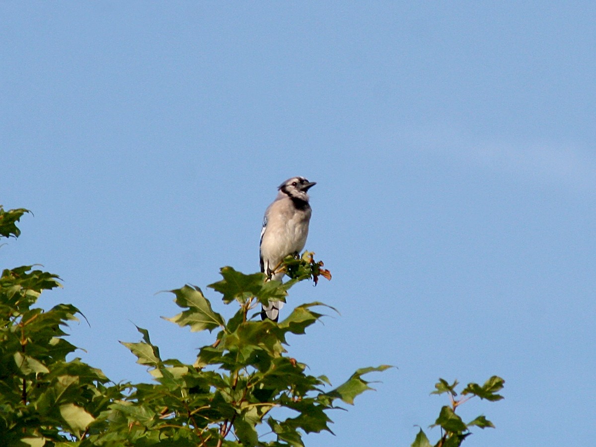 Blauhäher - ML110241451