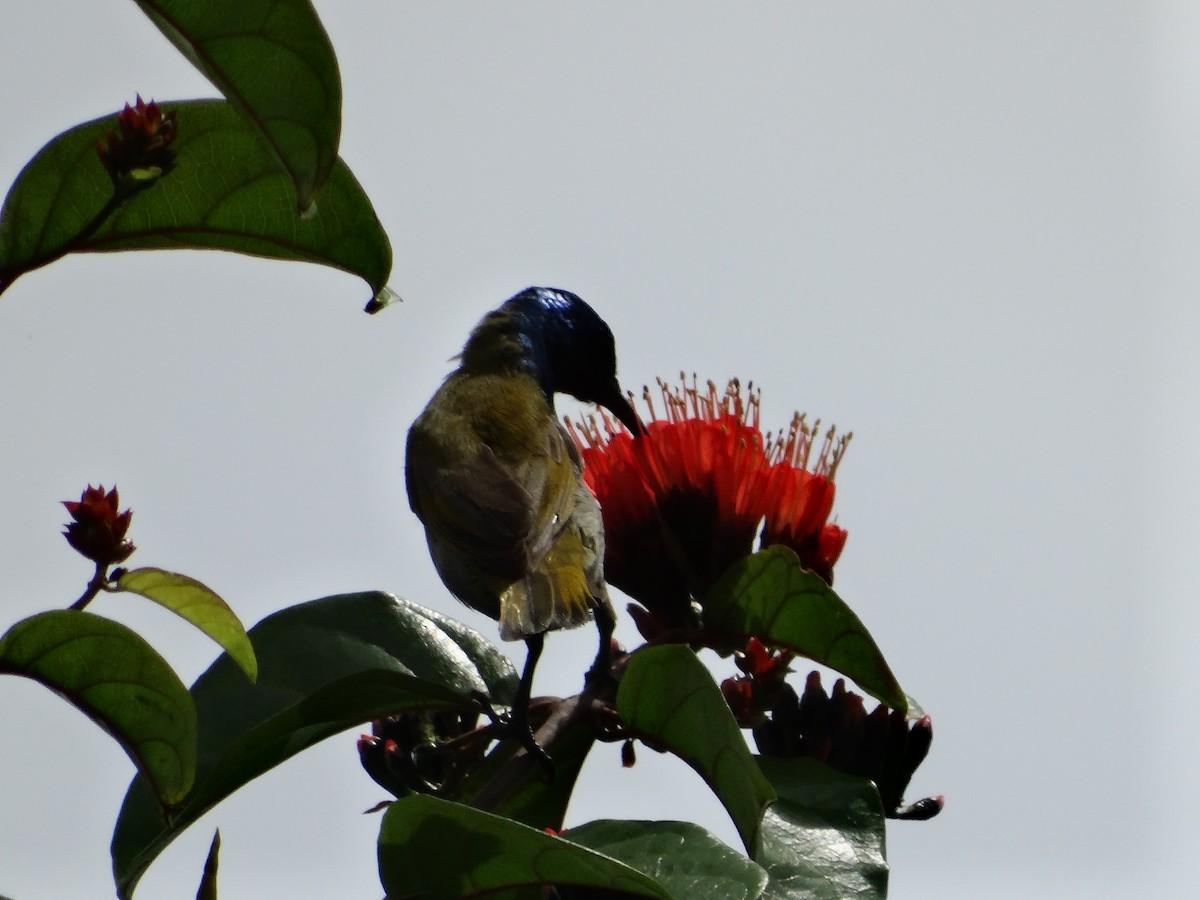 Reichenbach's Sunbird - ML110241751