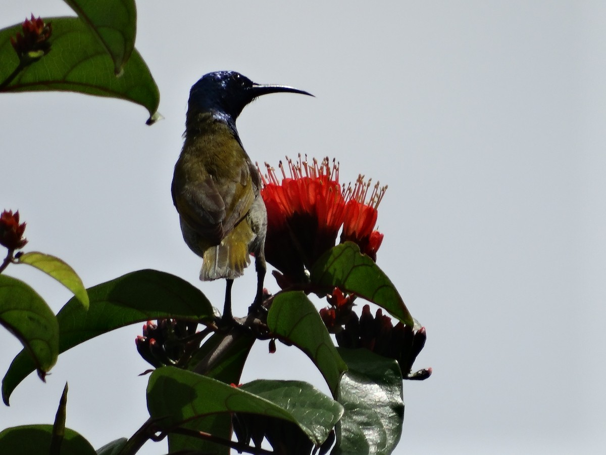 Reichenbach's Sunbird - ML110241781