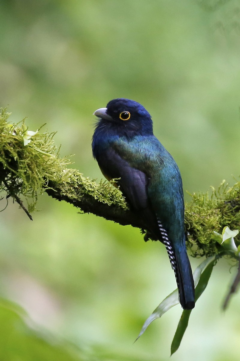 trogon guyanský - ML110244351