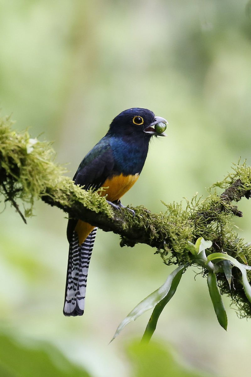 Guianan Trogon - Laura Keene