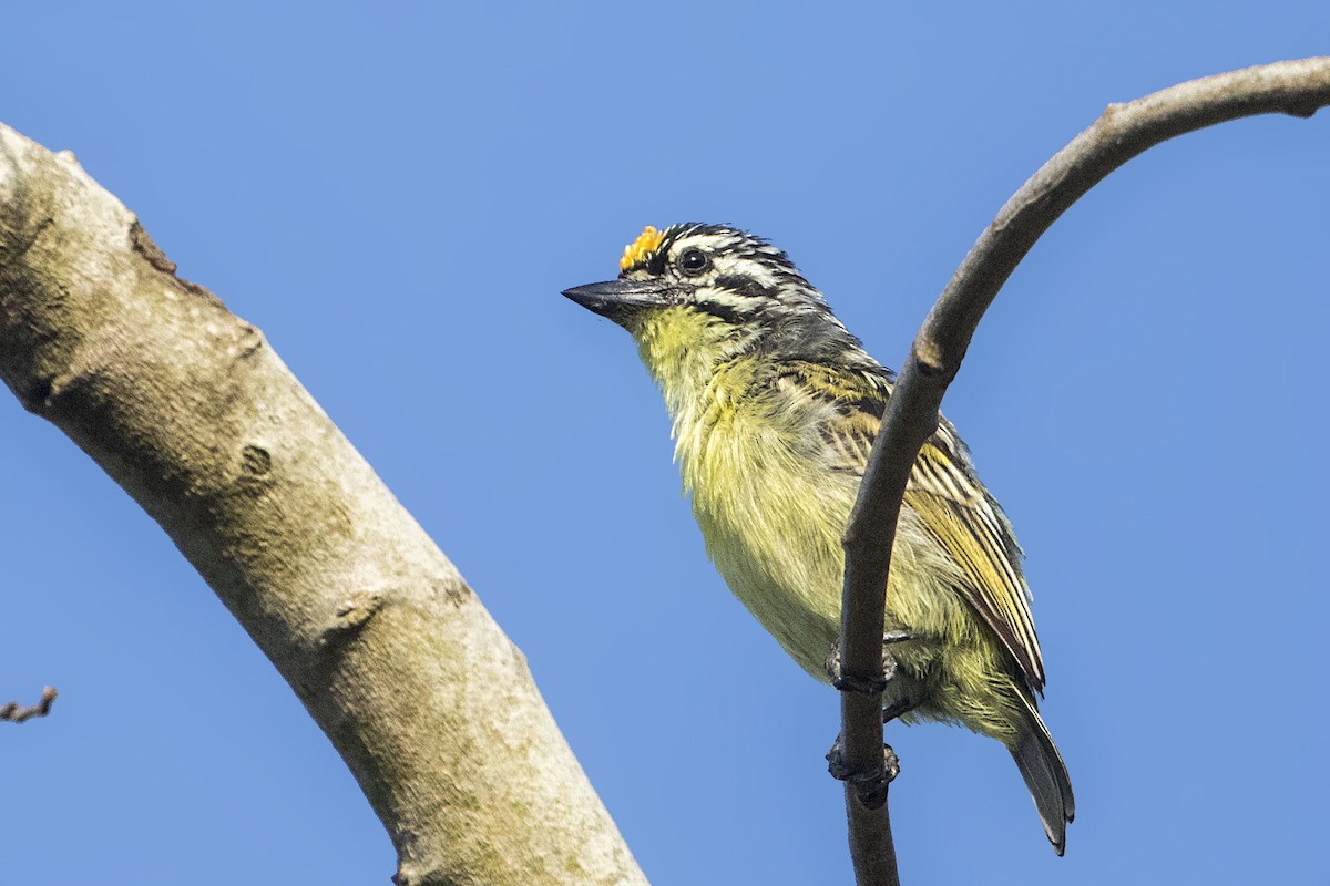 Yellow-fronted Tinkerbird - Bradley Hacker 🦜