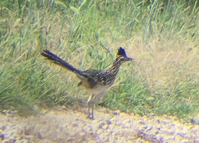 Correcaminos Grande - ML110247761