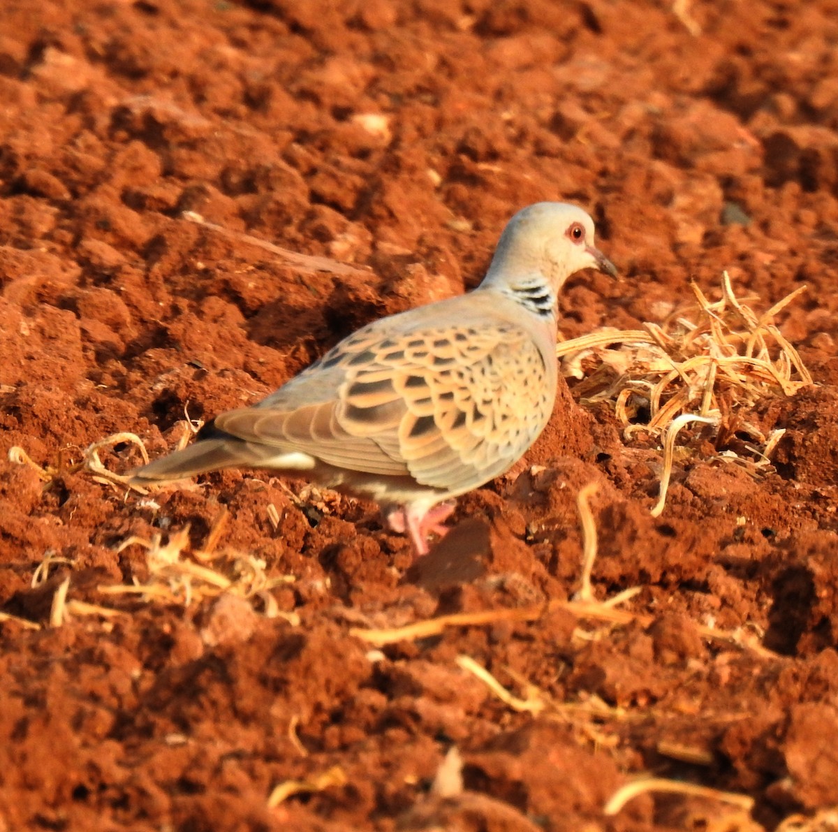 European Turtle-Dove - Francisco Picón Díaz
