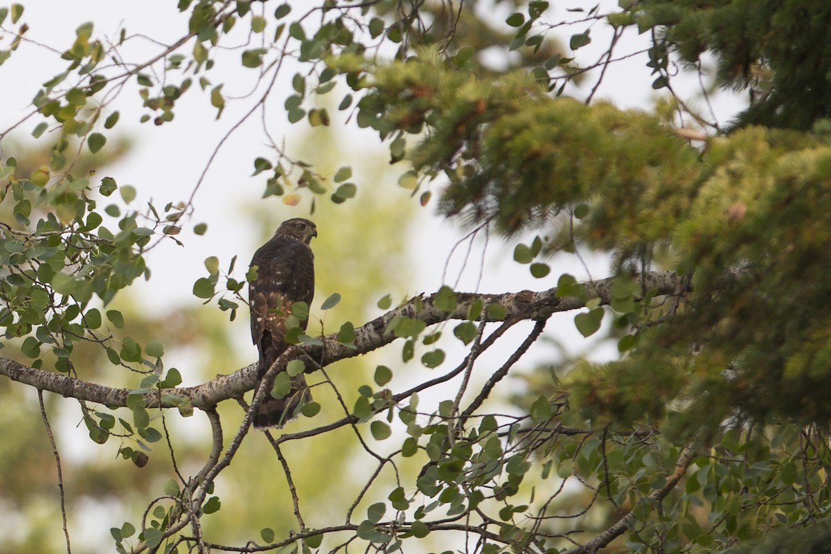 Cooper's Hawk - ML110249391