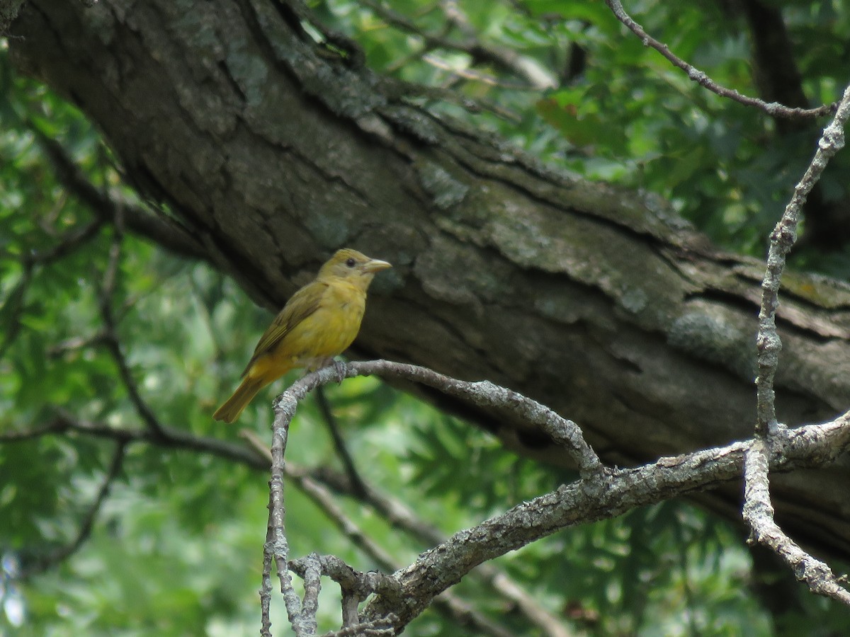 Summer Tanager - ML110250221