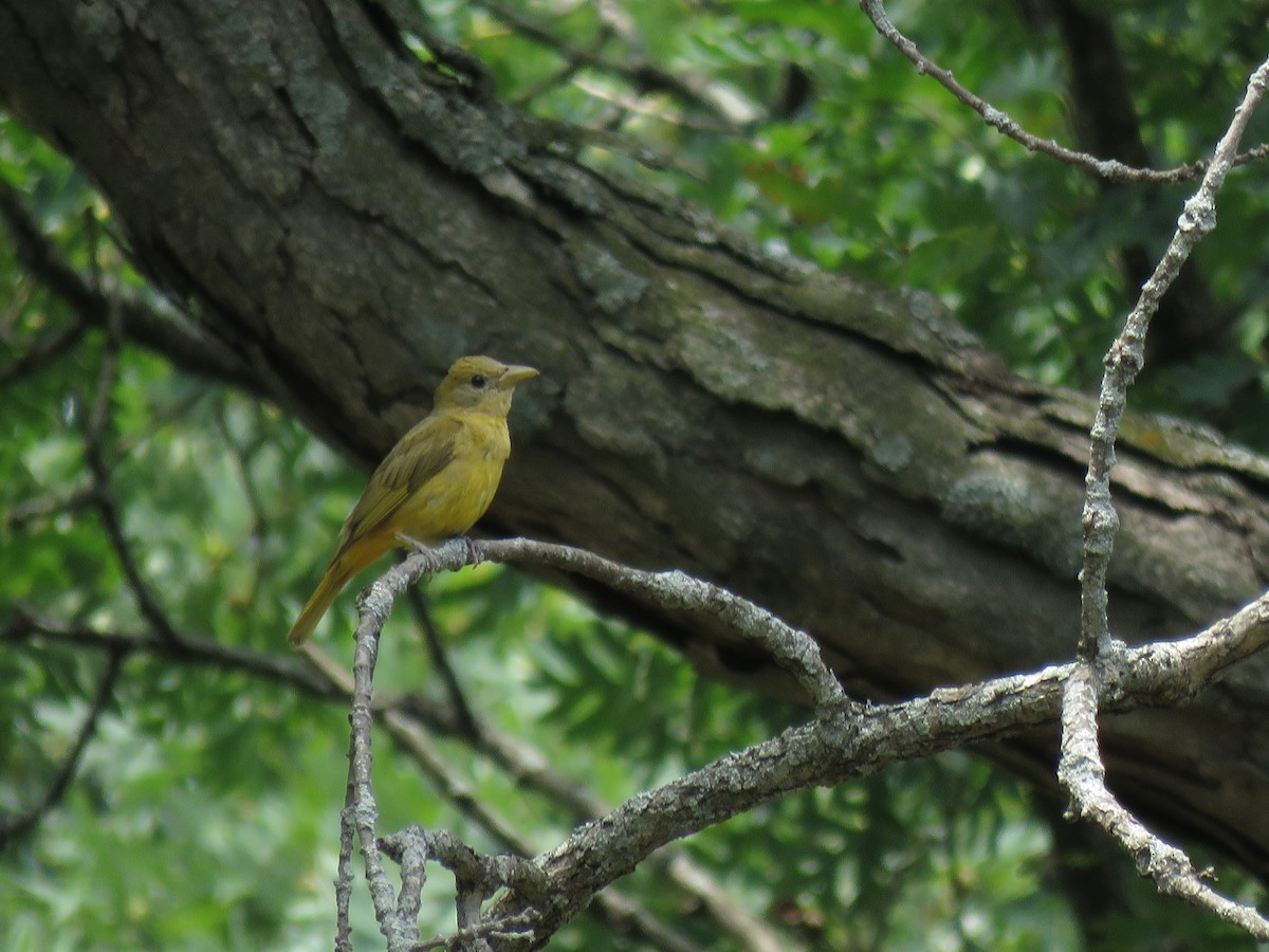 Summer Tanager - ML110250231