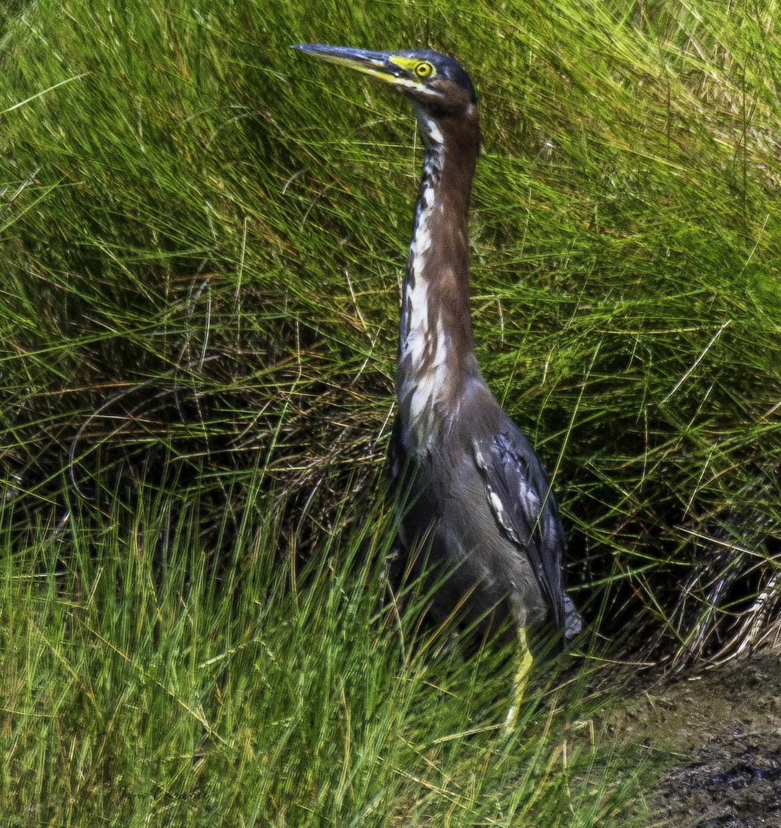 Green Heron - ML110250251