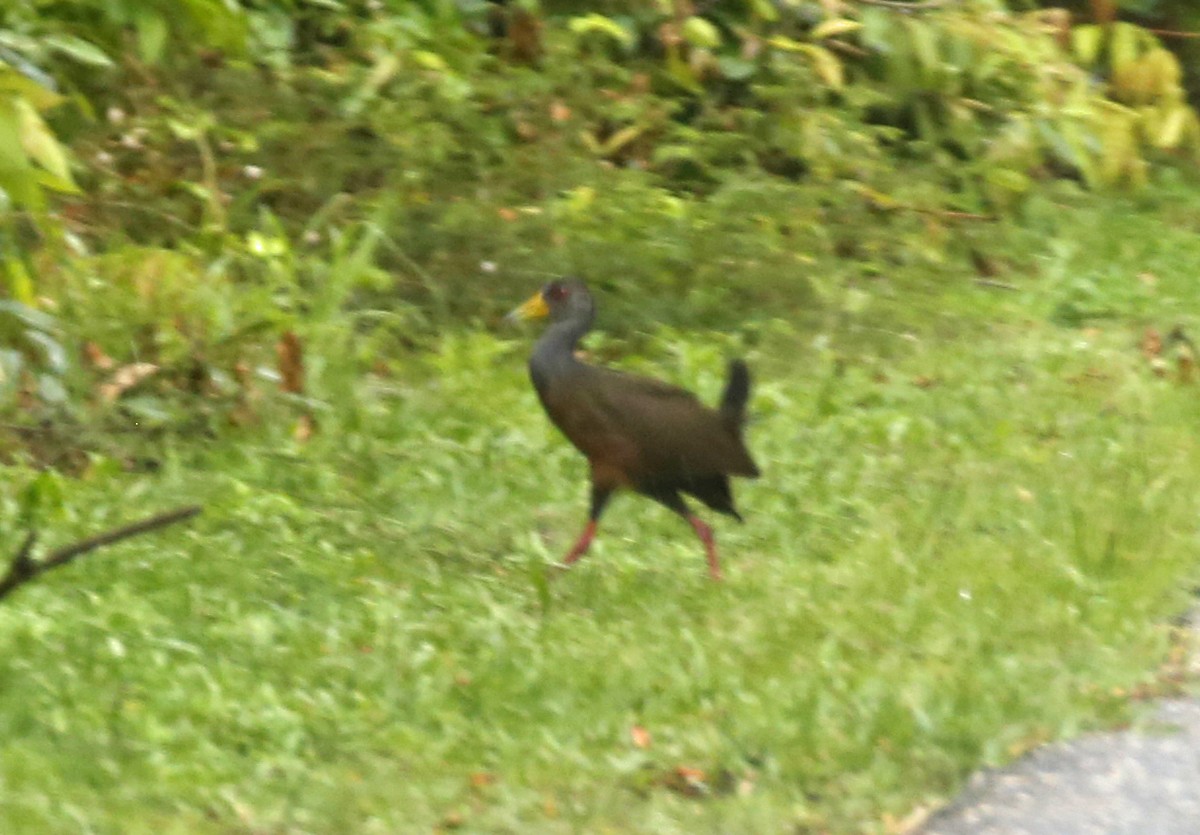 Gray-cowled Wood-Rail - ML110250471