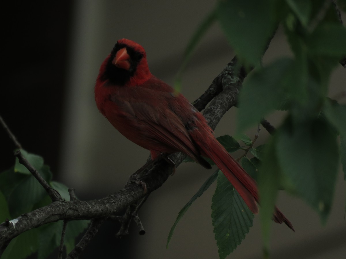Cardinal rouge - ML110250501