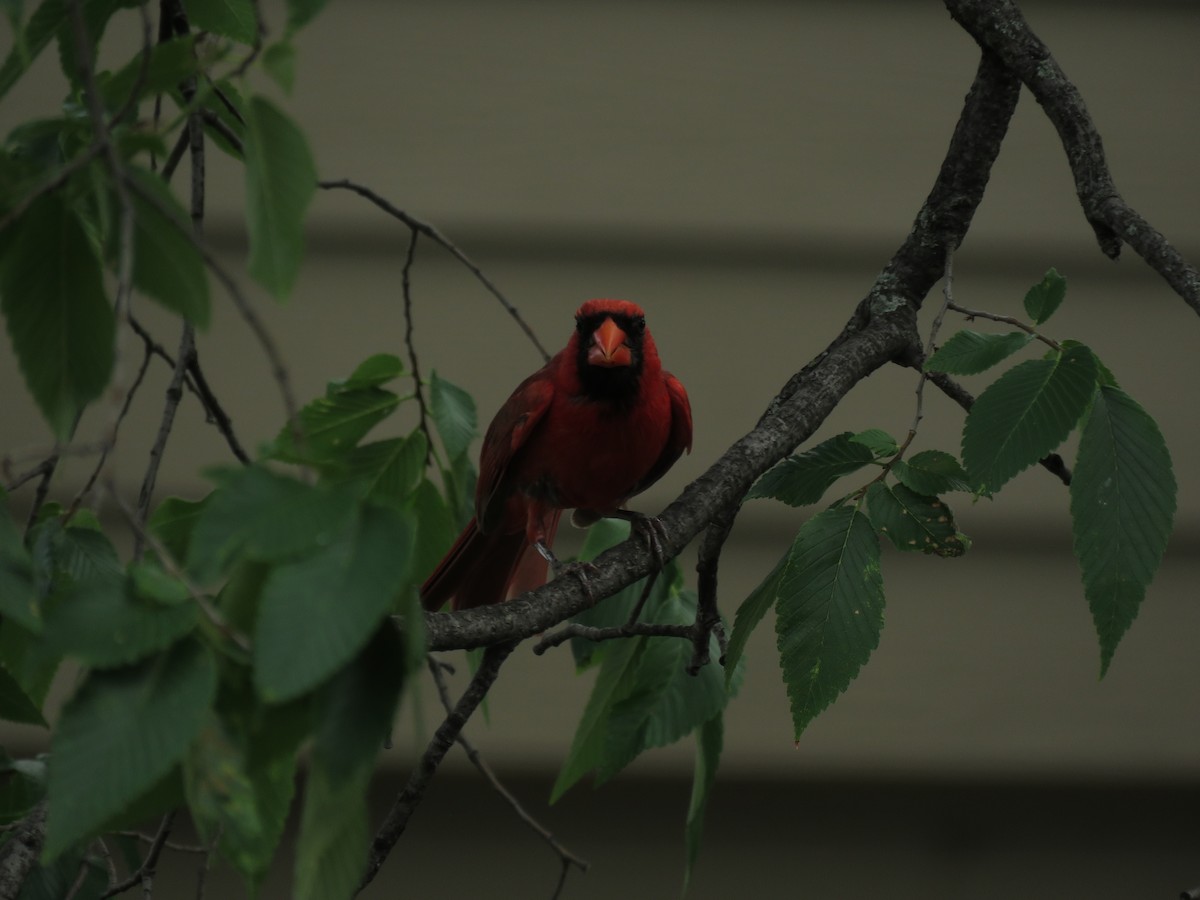 Cardinal rouge - ML110250521