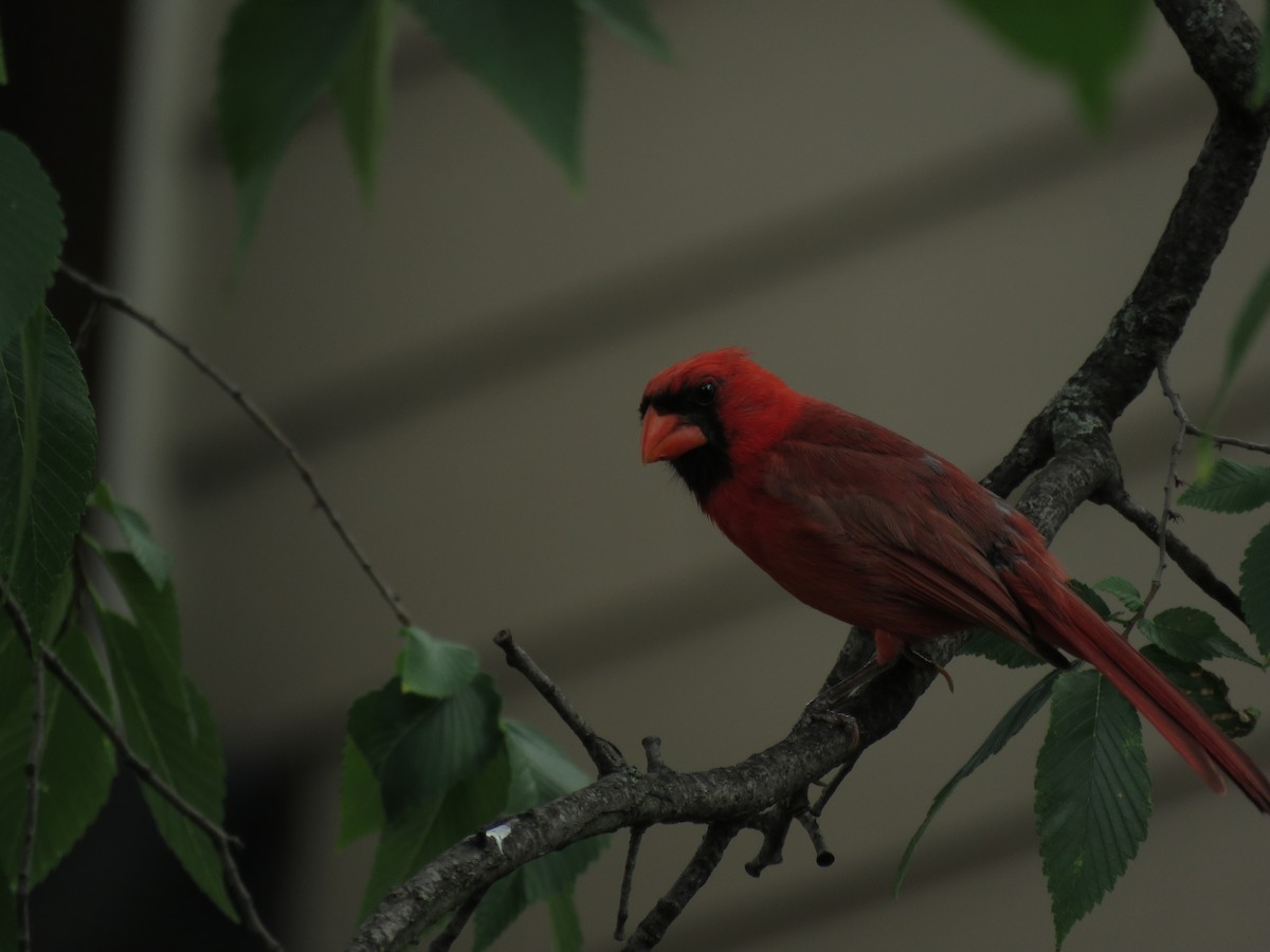 Northern Cardinal - Kai Frueh