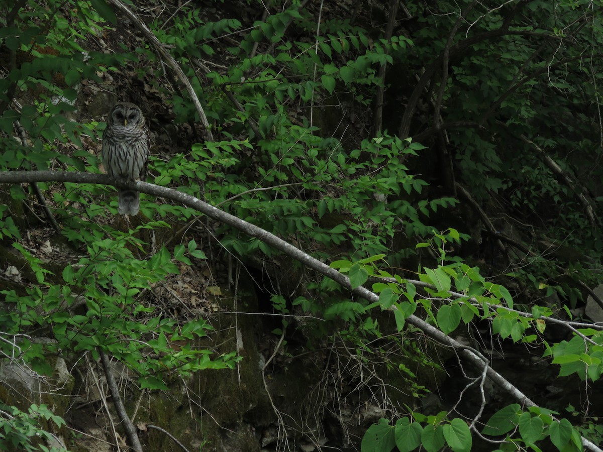 Barred Owl - ML110250681