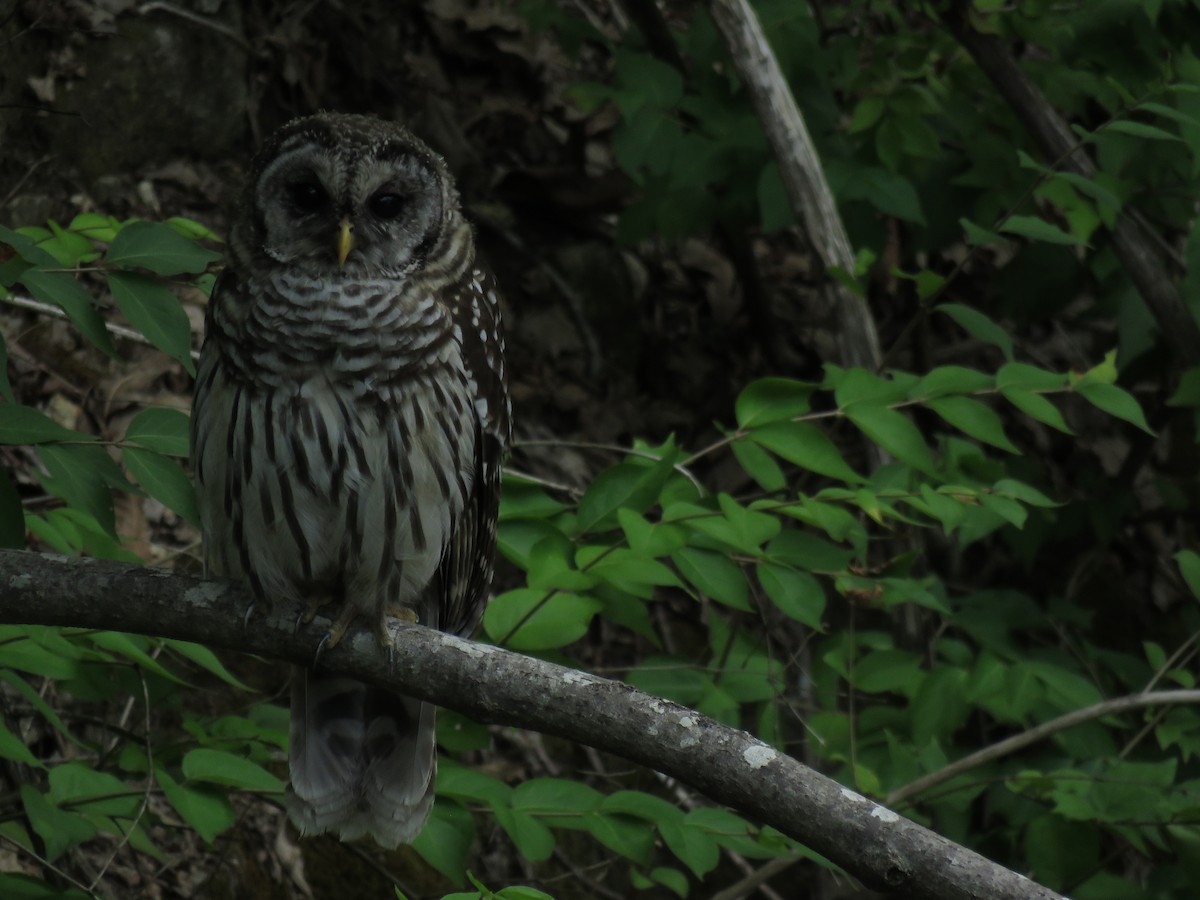 Barred Owl - ML110250731