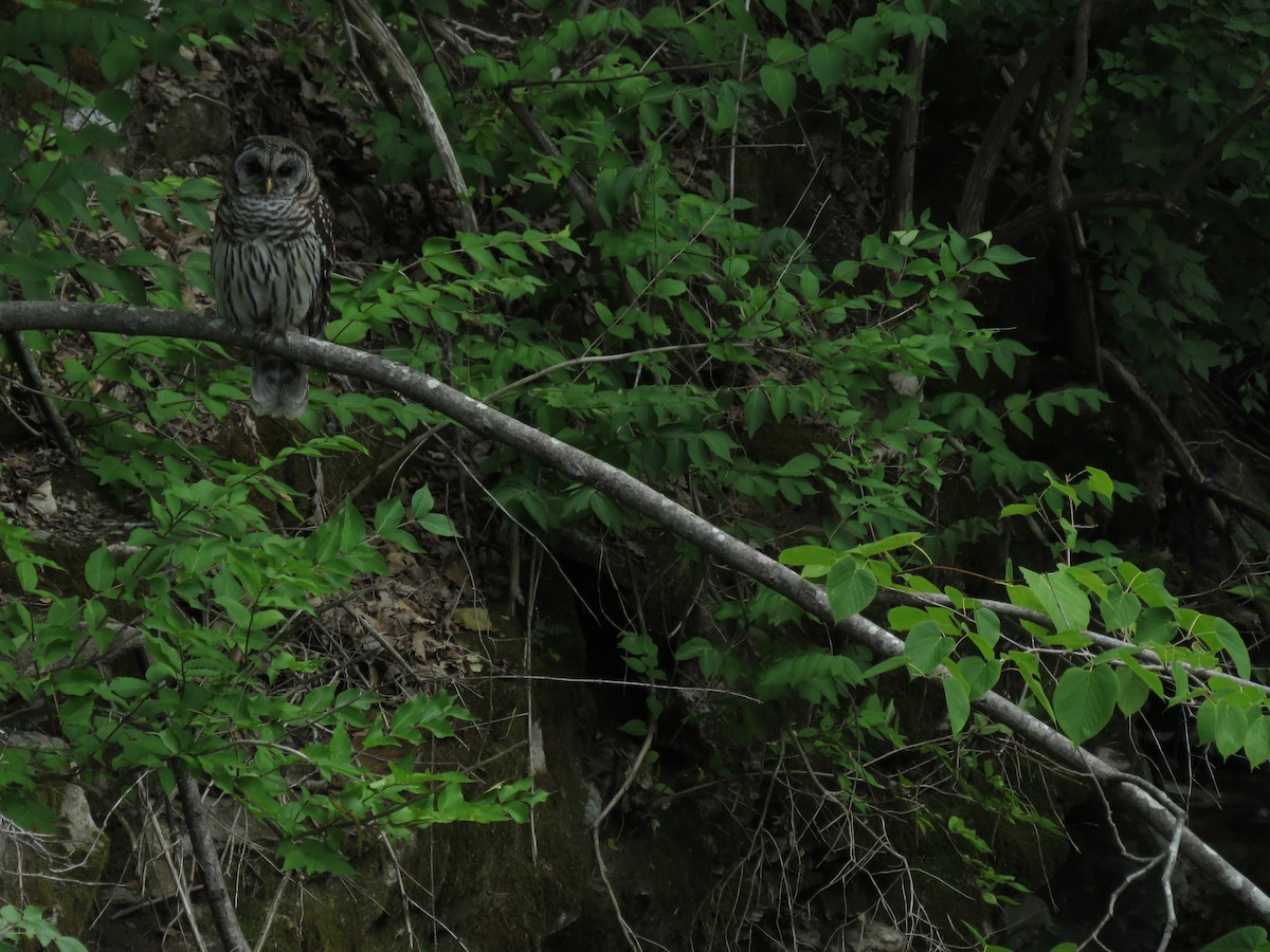 Barred Owl - ML110250741