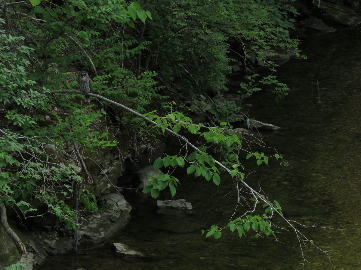 Barred Owl - ML110250751