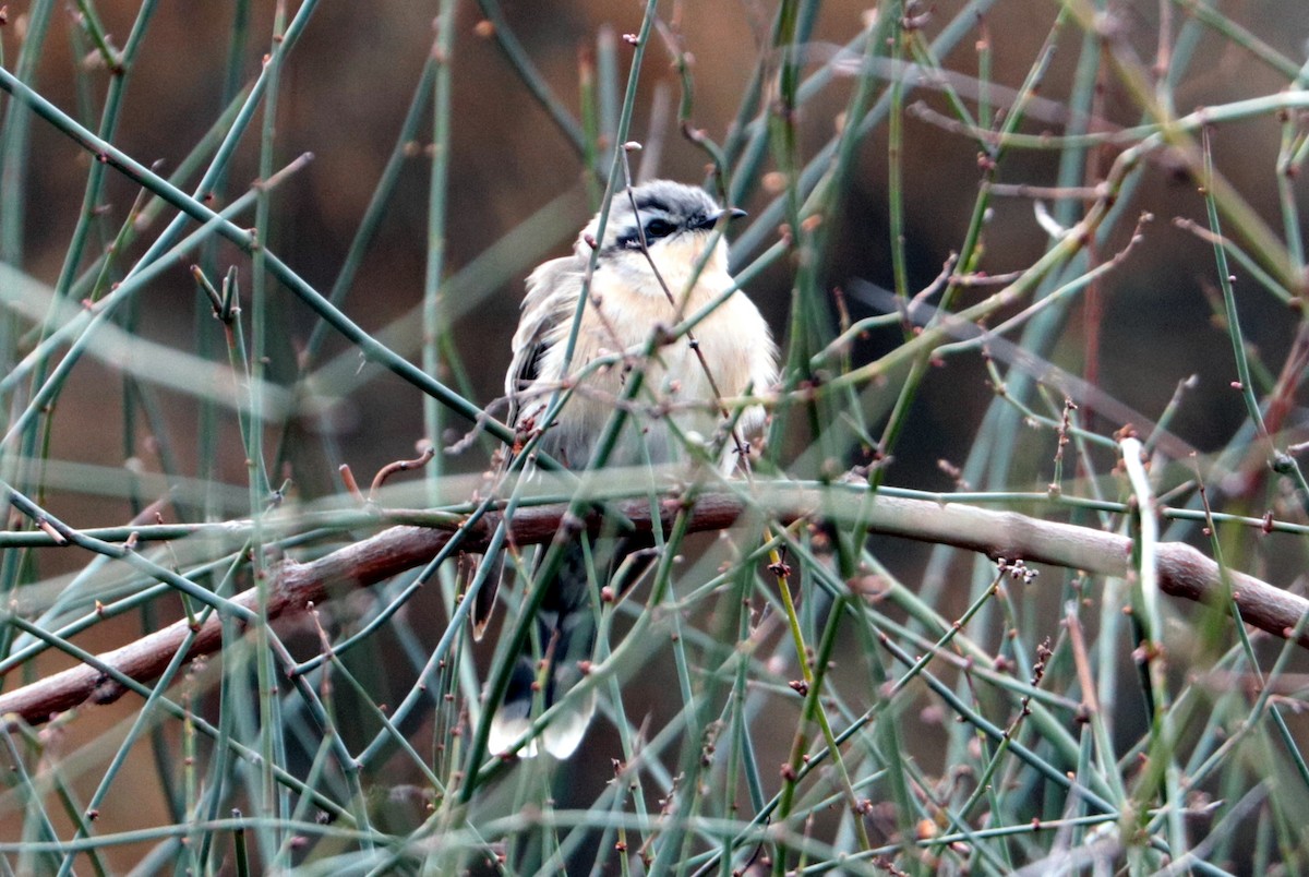 kukačka černouchá - ML110250931