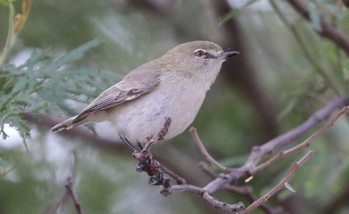 Western Gerygone - ML110251001
