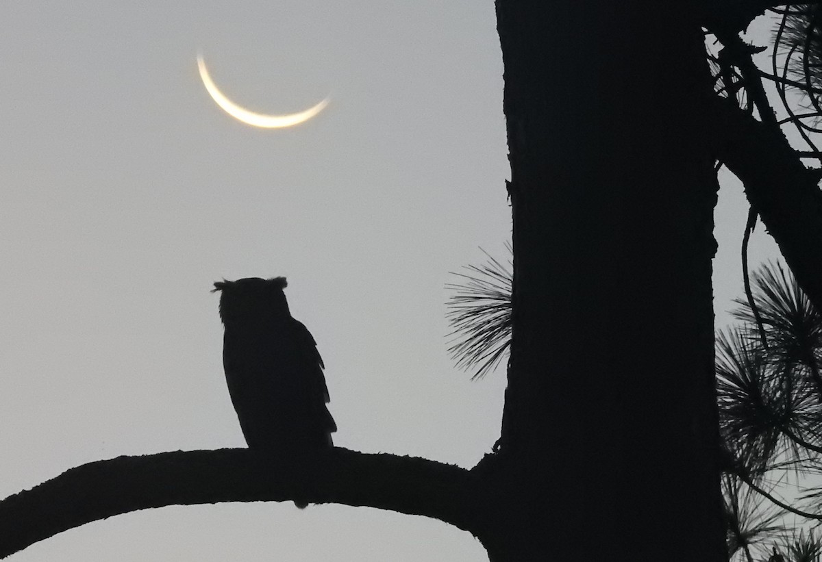 Great Horned Owl - ML110251751