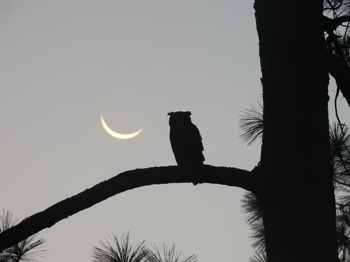 Great Horned Owl - ML110251771