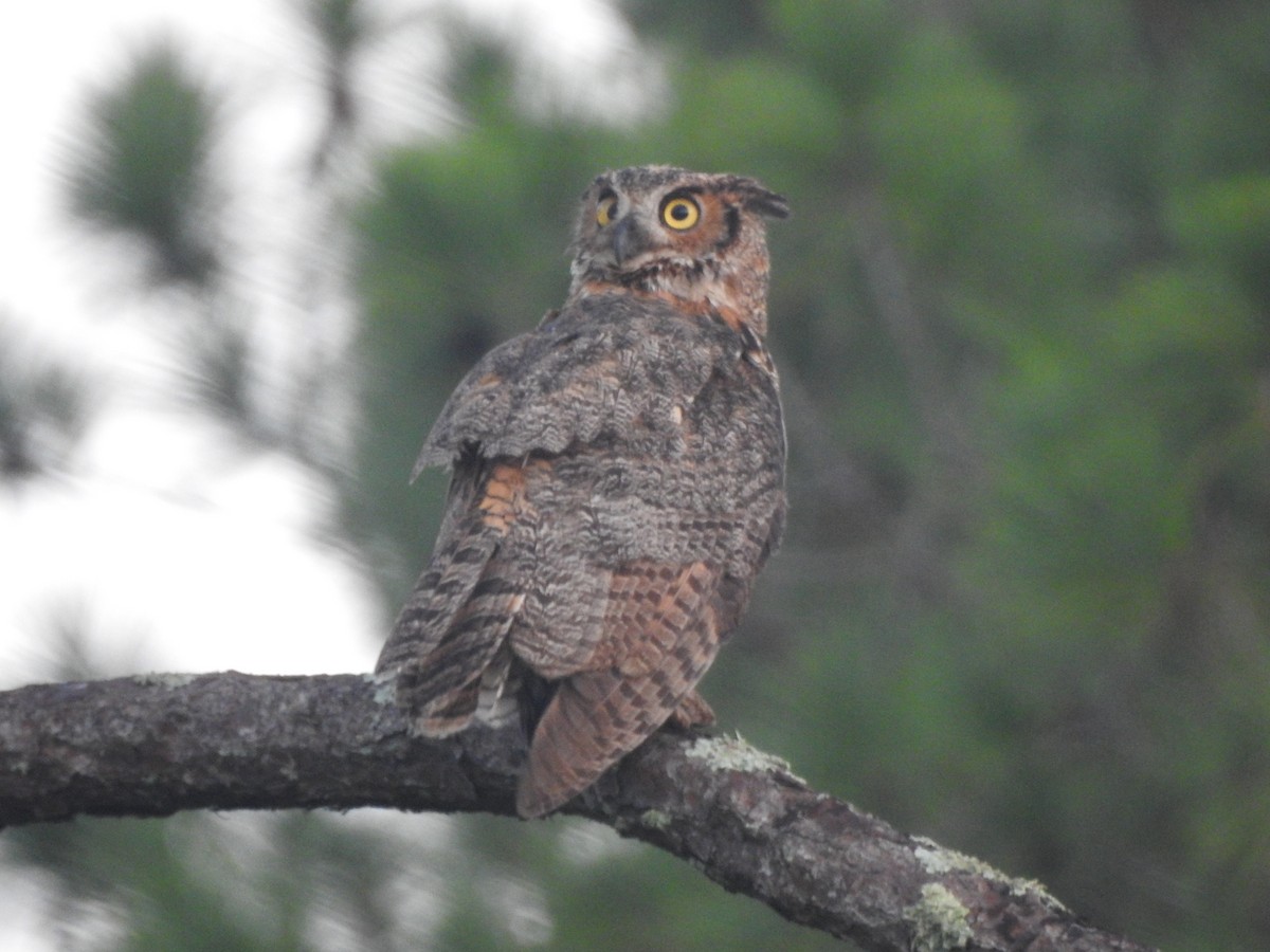 Great Horned Owl - ML110251781