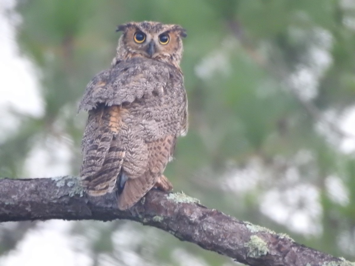 Great Horned Owl - ML110251801