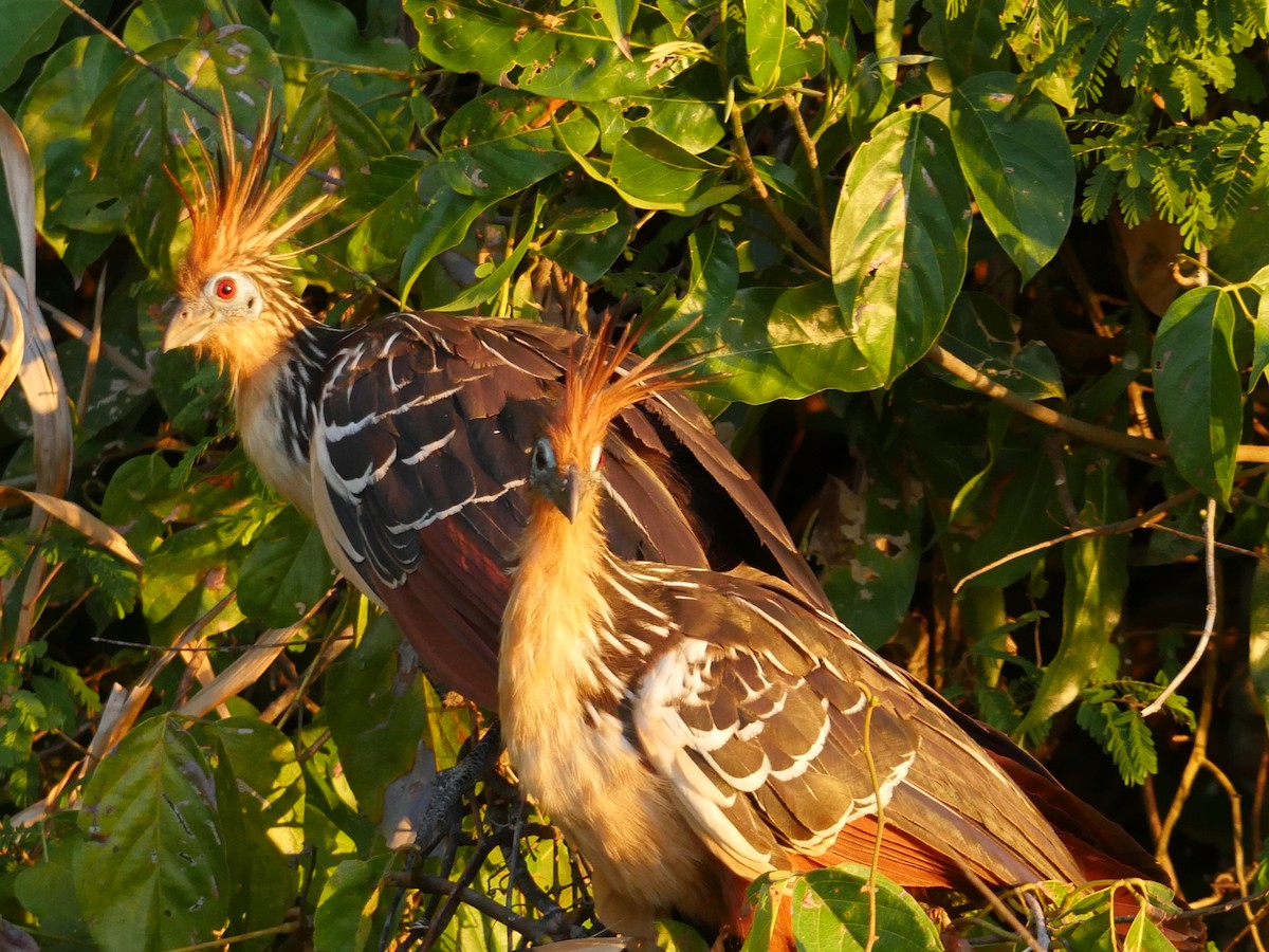 Hoatzin - Linda Merry