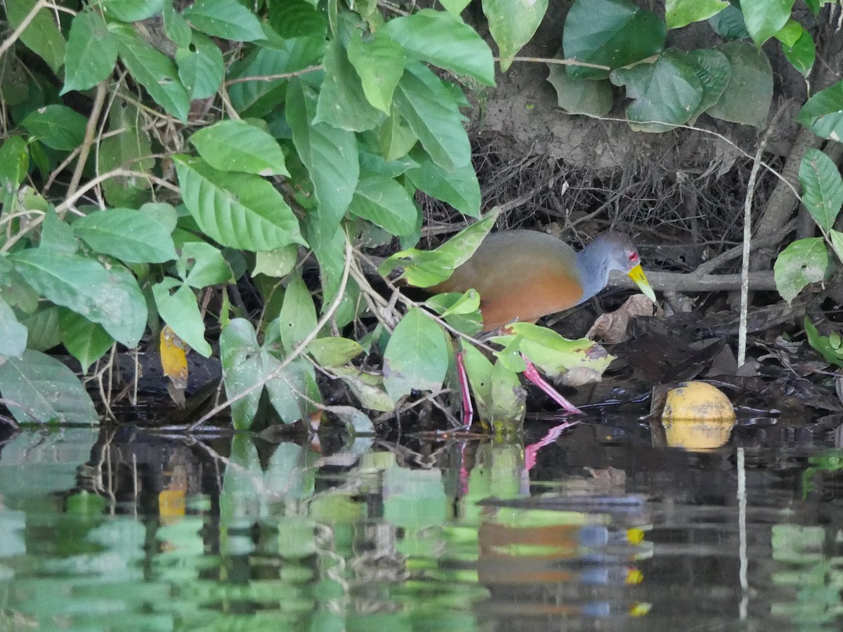 Gray-cowled Wood-Rail - Linda Merry